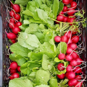 Rabanito Agroecológico de Josué x Atado