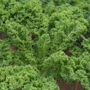 Kale Agroecológico de Oso x atado