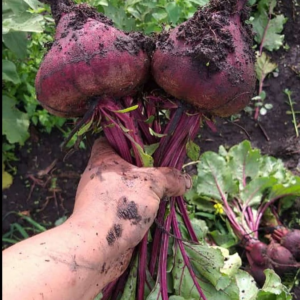 Remolacha Agroecológica con Hoja de Oso xPaq.