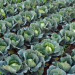 Repollo Blanco agroecológico de Oso x Unidad 1kg aprox.