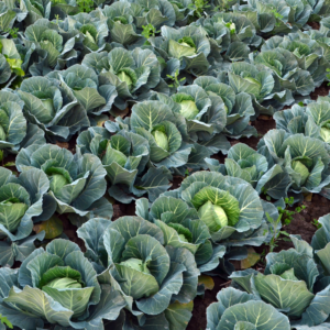 Repollo Blanco agroecológico de Oso x Unidad 1kg aprox.