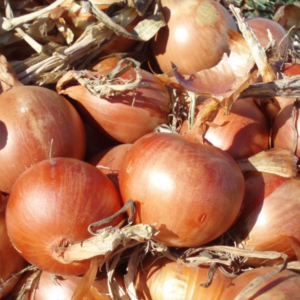 Cebolla Blanca Orgánica de Puente Blanco xkg