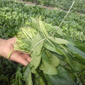 Espinaca Agroecológica x TRES paquetes de Colonias UTT (Lujan)