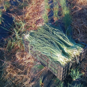 Ciboulette Agroecológico de Josué xPaq.