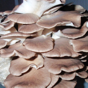 🍄Autocultivo de hongos Pleourotus Pulmonarius