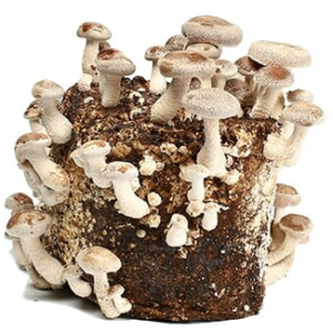 🍄Autocultivo de hongos Shiitake