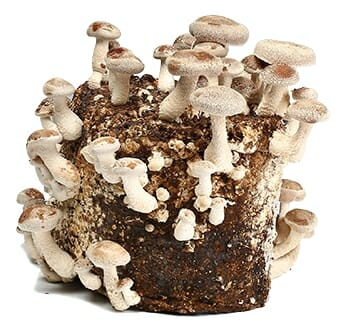 🍄Autocultivo de hongos Shiitake