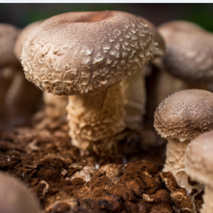 Hongos Shiitake de La Lucita x250grs.