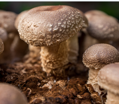 Hongos Shiitake de La Lucita x250grs.