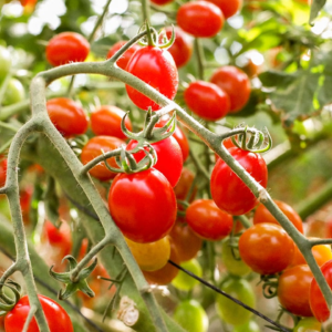 Tomate cherry Agroecológico de UTT x500grs.