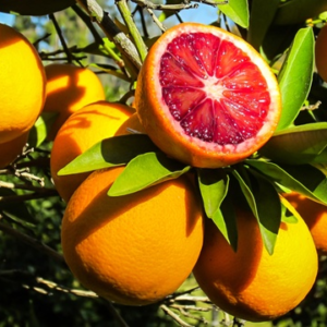 Naranja Sanguina Agroecológica de Finca Don Luis xkg