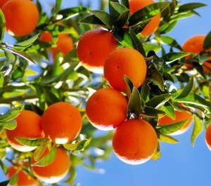 Cítricos Agroecológicos variados x2.5kg