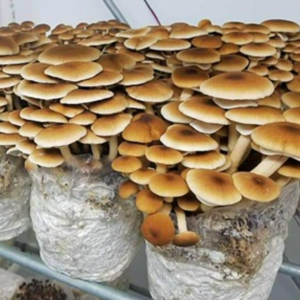 🍄Autocultivo de hongos Pioppino