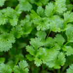 Cilantro Agroecológico de Raquel xPaq.