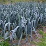 Puerro Agroecológico de Josué x atado