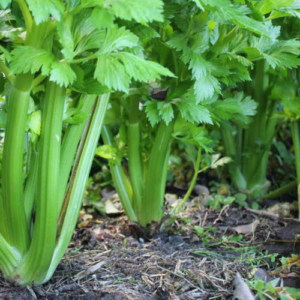 Apio Agroecológico de Josué xPaq.