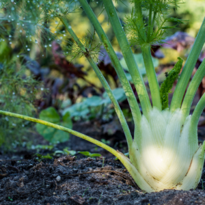 Hinojo de Quintas Agroprimavera de Oso x Cabeza