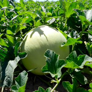 Melón Rocío de Miel Agroecológico de UTT x unidad (Aprox. 1-1.5kg)