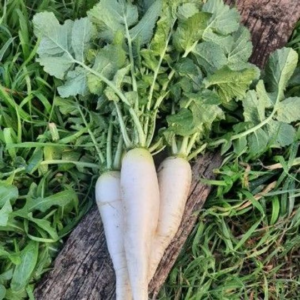 Nabo Agroecológico de Oso xPaqueton.