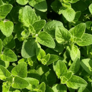 Orégano Agroecológico de Quintas 1610