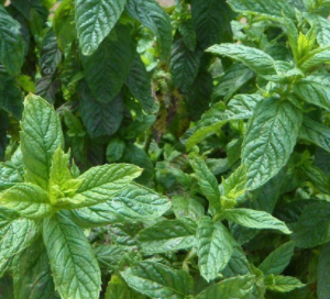 Menta Agroecológica de Quintas 1610