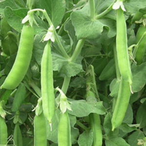 Arvejas en vaina de Oso x500grs