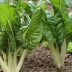 Acelga Agroecológica de Oso xPaq.