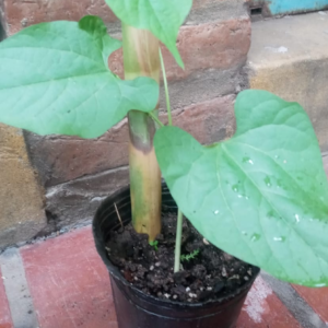 Plantin de Chaucha Japonesa