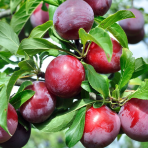 Ciruela Santa Rosa Agroecológica de Buenas Raíces xkg