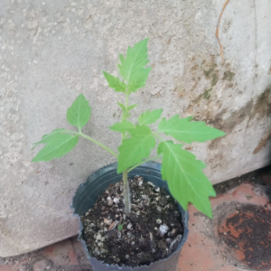 Plantín de Tomate Cherry Chocolate