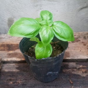 Plantín de Albahaca