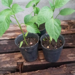 Plantin de Pimiento