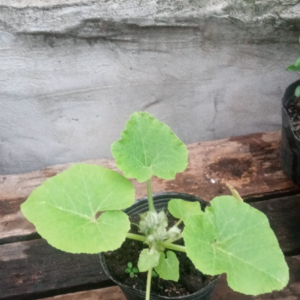 Plantín de Zapallito