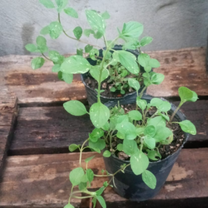 Plantín de Orégano