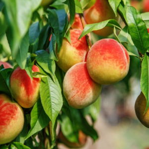 Durazno Amarillo agroecológico de Buenas Raícesxkg