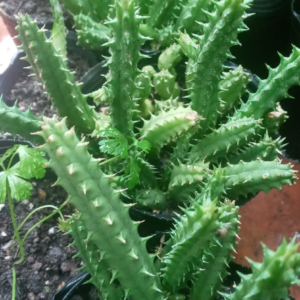 Planta de jardín - Huernia