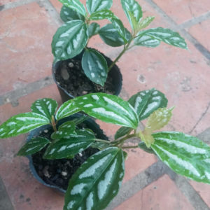 Plantin de jardin - Pilea (Planta de aluminio)