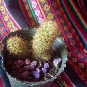 Planta de Jardín - Cactus anaranjado