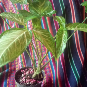 Planta de Jardín - Syngonium