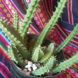 Planta de Jardín - Cactus sin espinas (flores amarillas)