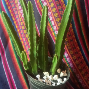 Planta de Jardín - Planta de flores carnivoras (rojas)