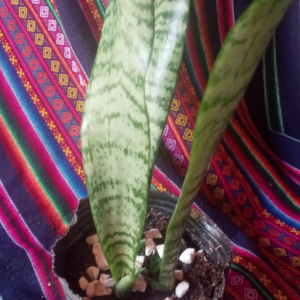 Planta de Jardín - Sanseviera