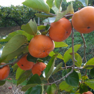 Caqui Agroecológico de La Paulita x1/2kg
