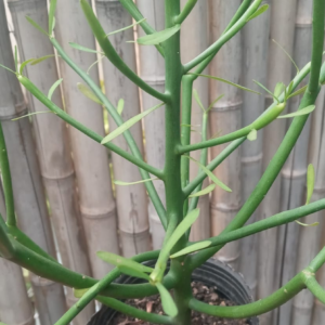 Planta de Jardín - Juan Desnudo