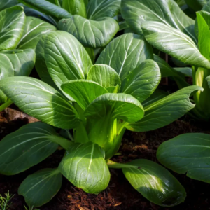 Pak choi x500grs (1-2) Unidades