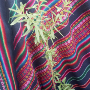 Plantin mediano de Burrito