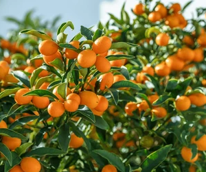 Quinotos Agroecológicos de Finca Ecotipa x500grs.