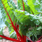 Acelga Roja/Amarilla Agroecológica de Agroprimavera xPaq.