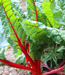 Acelga Roja/Amarilla Agroecológica de Agroprimavera xPaq.