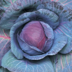 Repollo Morado Agroecológico de Oso x1kg aprox
